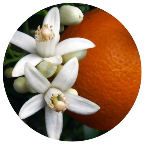 Parfums d'intérieur pour l'hiver : Notre sélection de 5 meilleurs fragrances 7 parfums d'intérieur pour l'hiver - orange et agrumes assainissent l'air