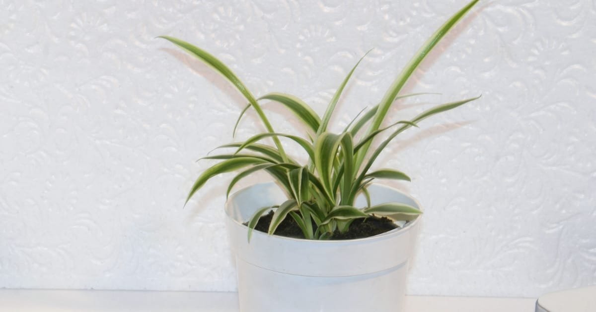 plantes qui purifient l'air - La Plante araignée, design biophilique épuré