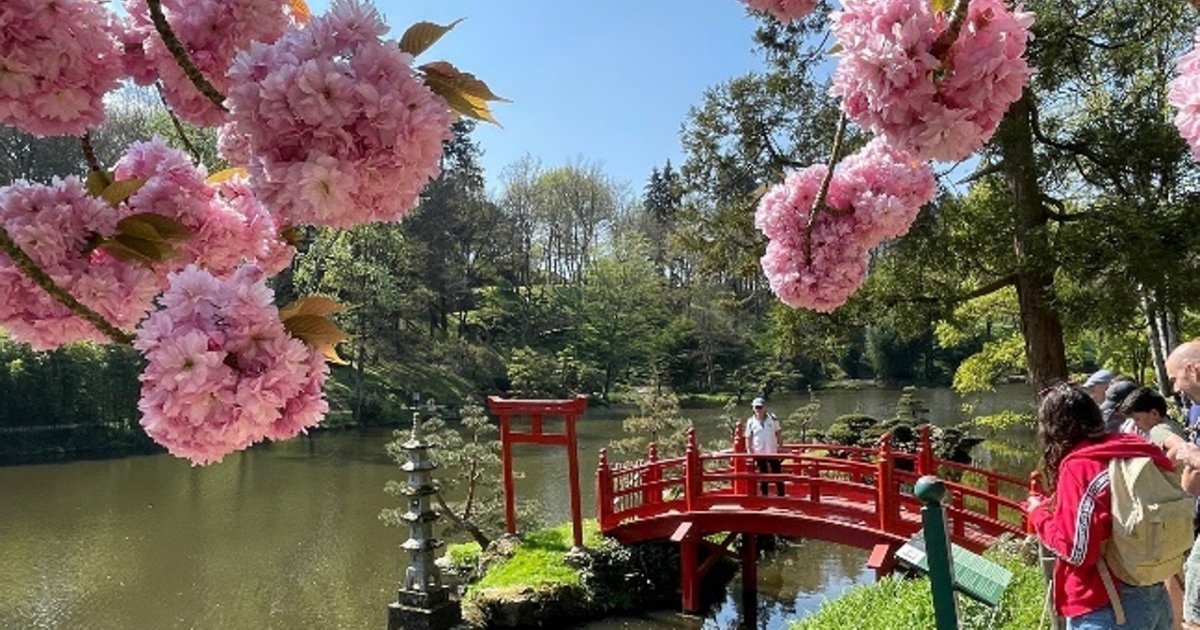 Le Parc Oriental de Maulévrier - Des plus beaux endroits pour admirer les sakura, cerisiers japonais, en fleurs, en France - boutique N'importe où - bougies, fondants et autres accessoires parfumés Le Parc Oriental de Maulevrier Des plus beaux endroits pour admirer les sakura cerisiers japonais en fleurs en France boutique Nimporte ou bougies fondants et autres accessoires parfumes