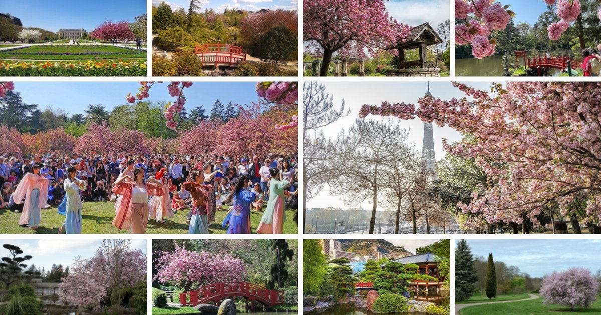 Où admirer les cerisiers en fleurs en France ? Le Top 10 des plus beaux spots (Édition 2026) 2 Le Top 10 des plus beaux spots pour admirer les cerisiers japonais (Sakura) en fleurs en France Hanami