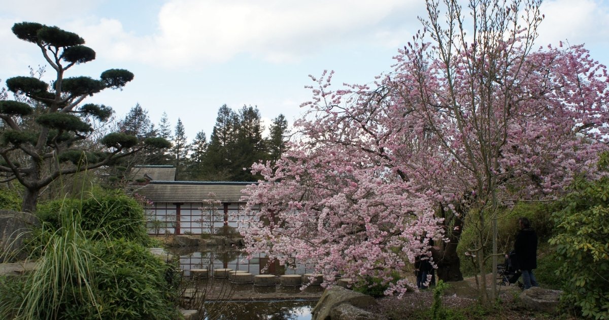 L'ile de Versailles à Nantes - Des plus beaux endroits pour admirer les sakura, cerisiers japonais, en fleurs, en France - boutique N'importe où - bougies, fondants et autres accessoires parfumés Lile de Versailles a Nantes Des plus beaux endroits pour admirer les sakura cerisiers japonais en fleurs en France boutique Nimporte ou bougies fondants et autres accessoires parfumes