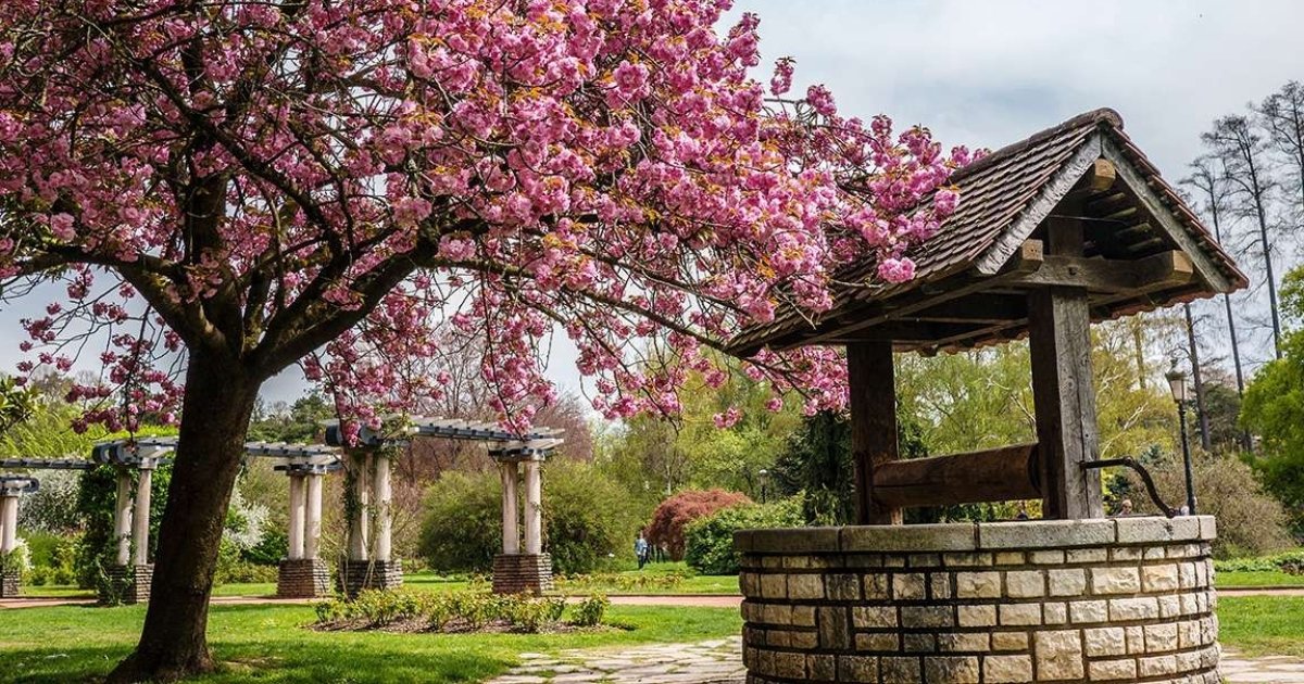 Parc de la Tete de l'or à Lyon - Des plus beaux endroits pour admirer les sakura, cerisiers japonais, en fleurs, en France - boutique N'importe où - bougies, fondants et autres accessoires parfumés Parc de la Tete de lor a Lyon Des plus beaux endroits pour admirer les sakura cerisiers japonais en fleurs en France boutique Nimporte ou bougies fondants et autres accessoires parfumes