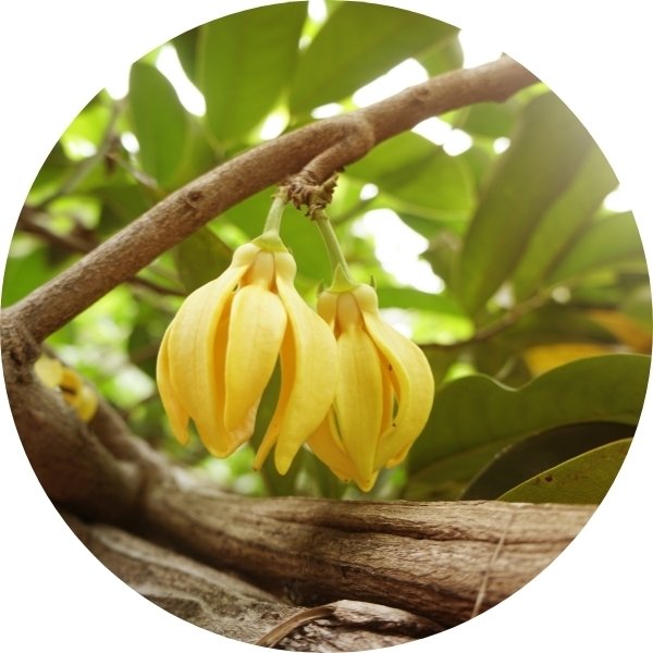Ylang-ylang, la senteur apaisante des tropiques.