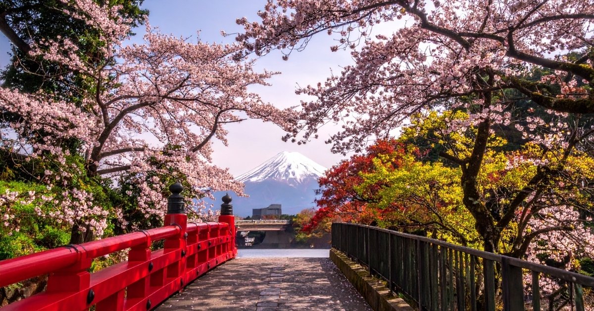 Un détail de Kyoto, un pont entre les Sakuras avec un mont en face. hanami fête des cerisiers japonais