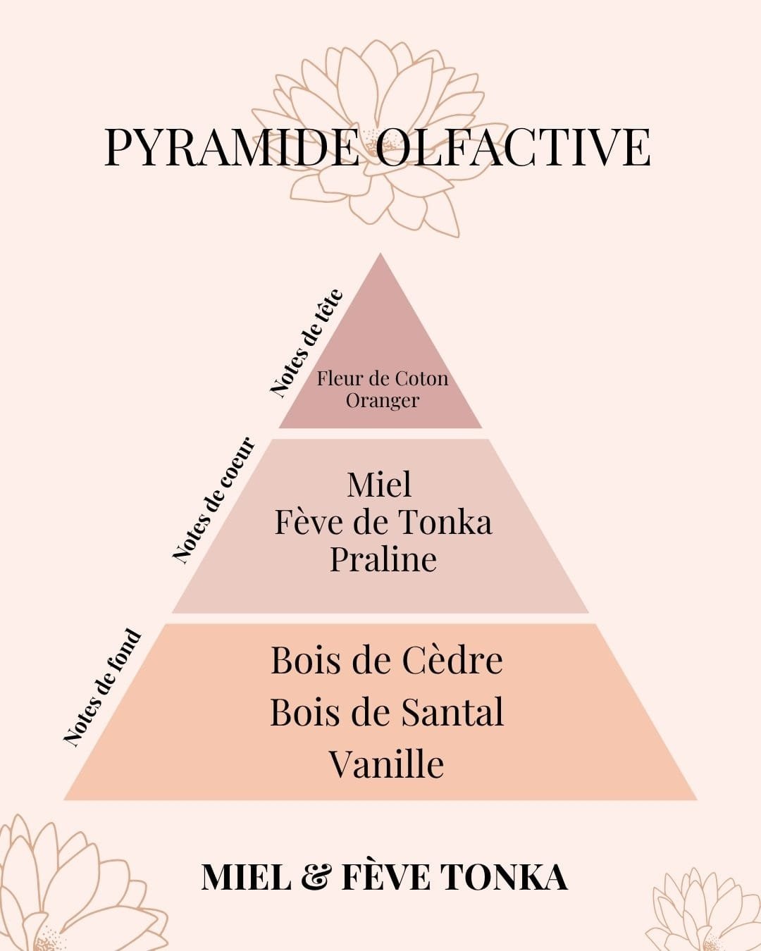 Pyramide olfactive de la bougie parfumée Miel - Fève Tonka de Niõ donnée en exemple dans le guide des familles olfactives