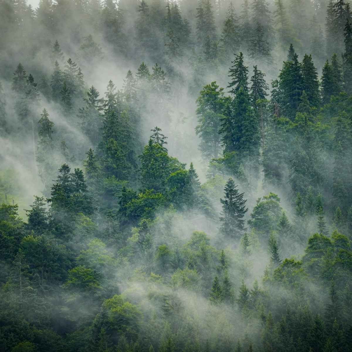 Cèdre 1 Forêt de cèdres à la texture fine et au parfum sec et résineux, pilier des compositions boisées Niõ