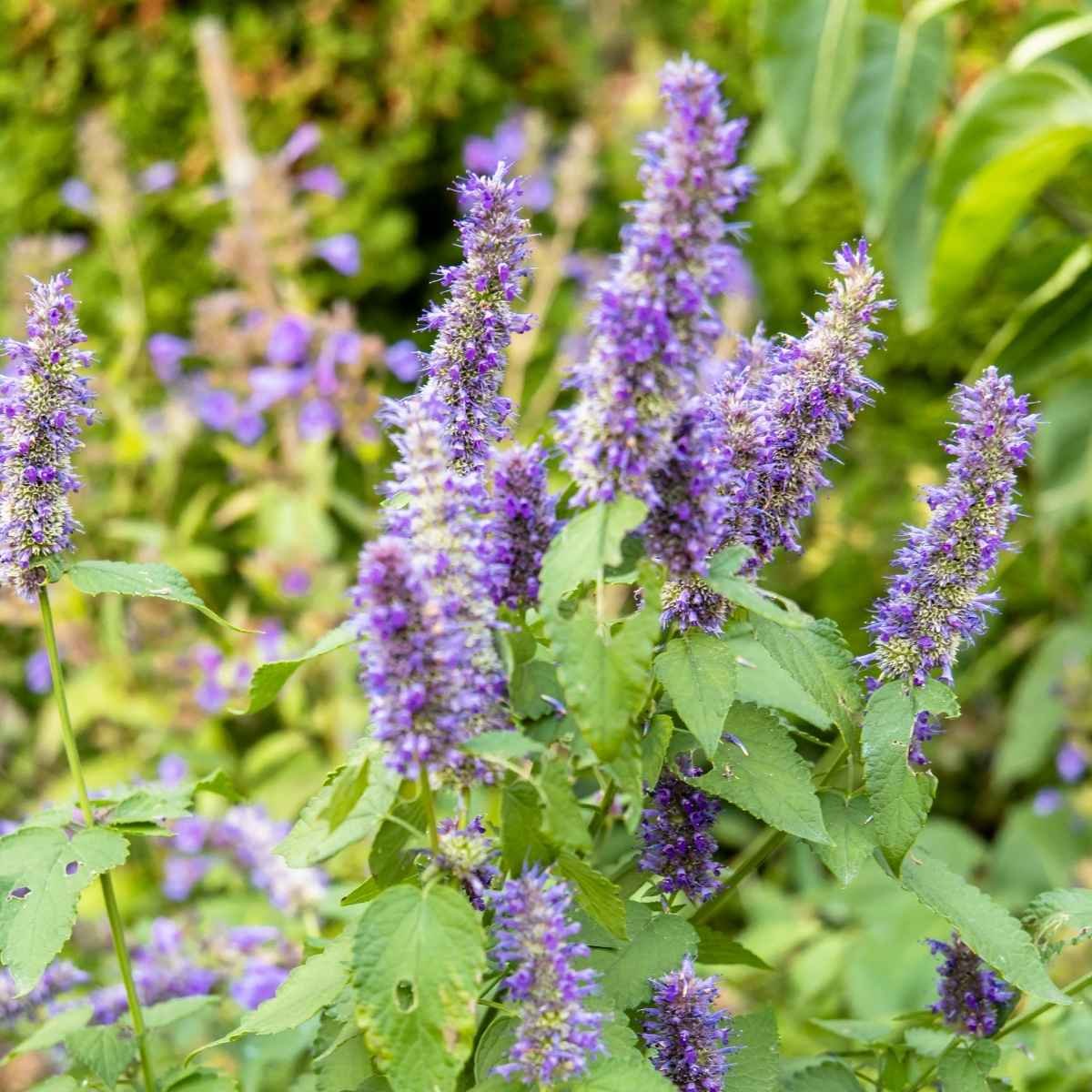 Patchouli 1 Patchouli au parfum terreux, plante indonésienne signature des créations boisées et mystérieuses Niõ