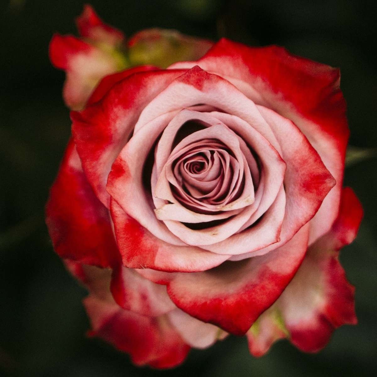 Rose de Damas aux pétales veloutés et à la rosée matinale, reine des fleurs signature des créations florales et romantiques Niõ