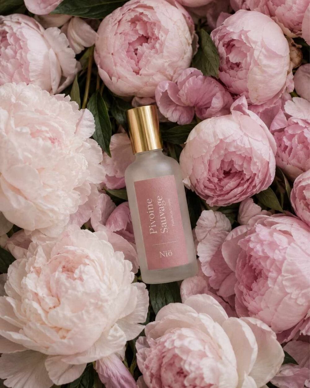 Pivoine Sauvage