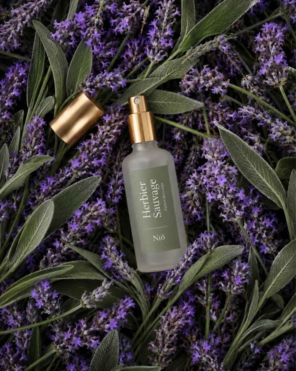 Herbier Sauvage